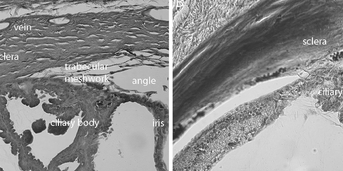 Uveoscleral pathways in an animal model for The ELZA Institute